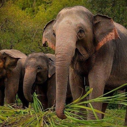 Visit to Elephant Sanctuary in Thailand