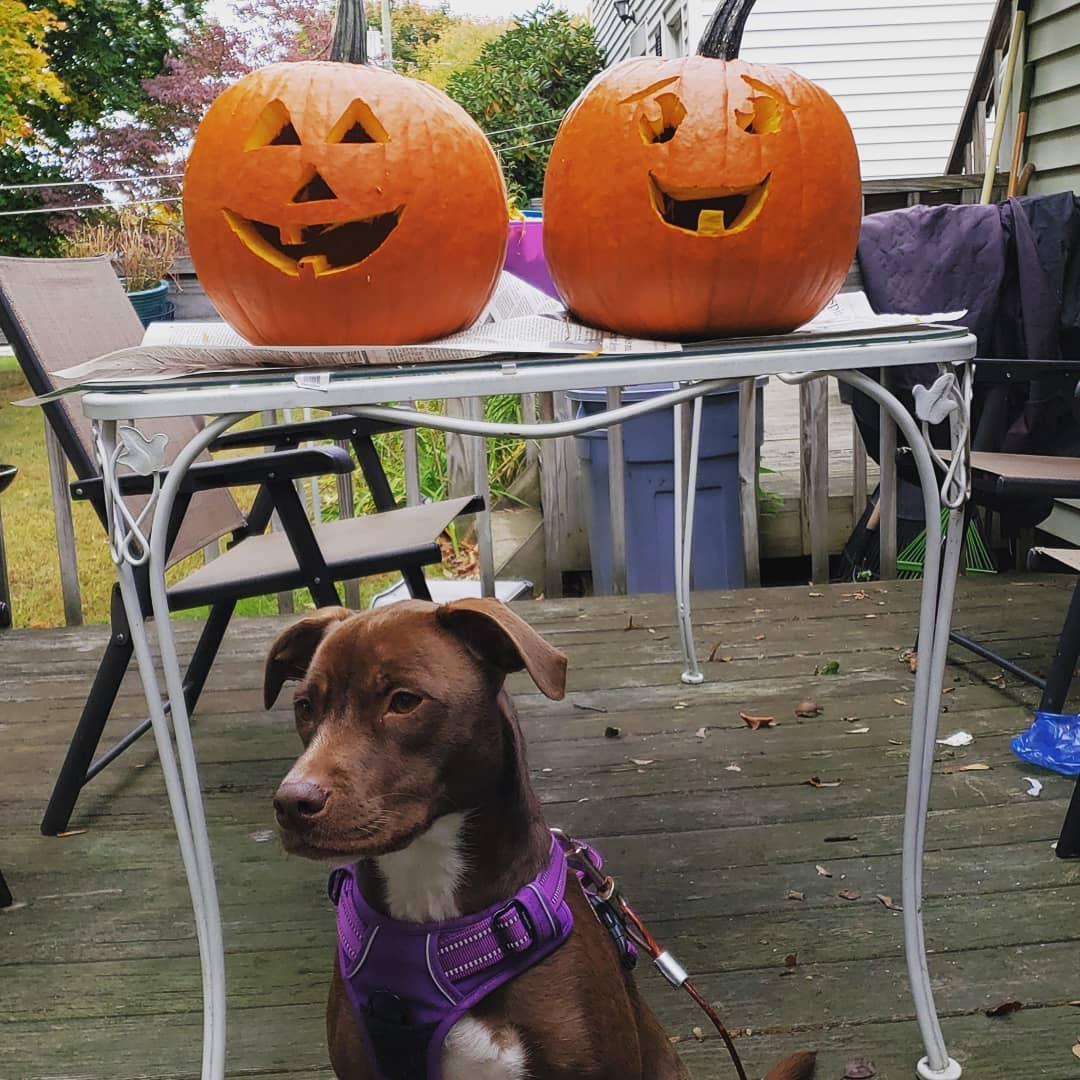 Pumpkin carving contest, Judge Roxy presiding
