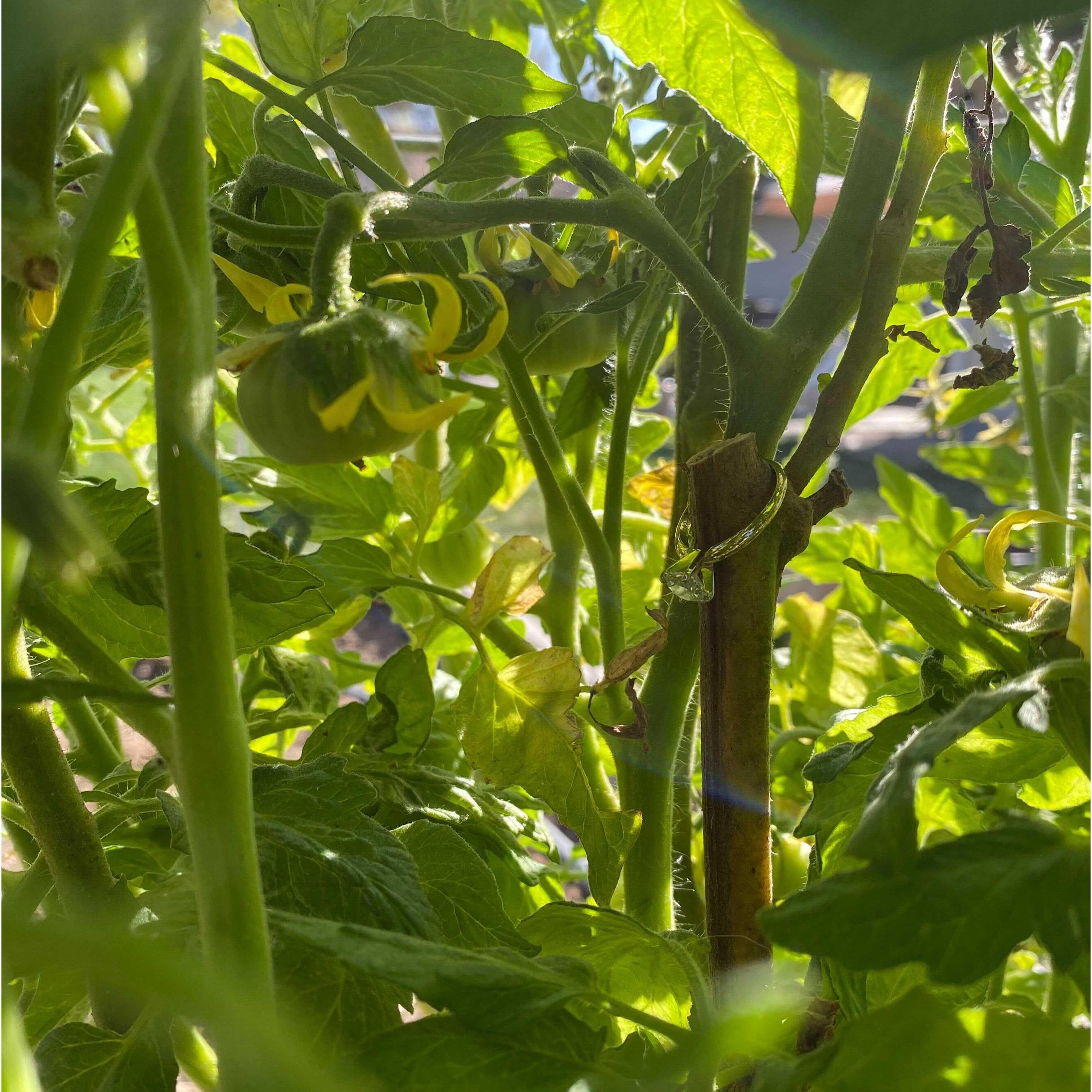 The tomato plant Garrett proposed on