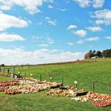 Sinkland Farms