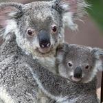 San Diego Zoo
