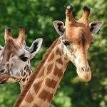 San Diego Zoo