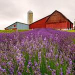 Lavender Hill Farm
