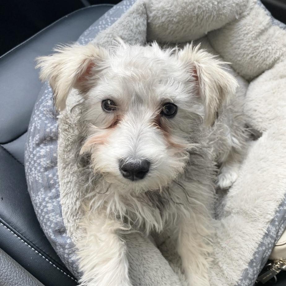 We got our Lucy!