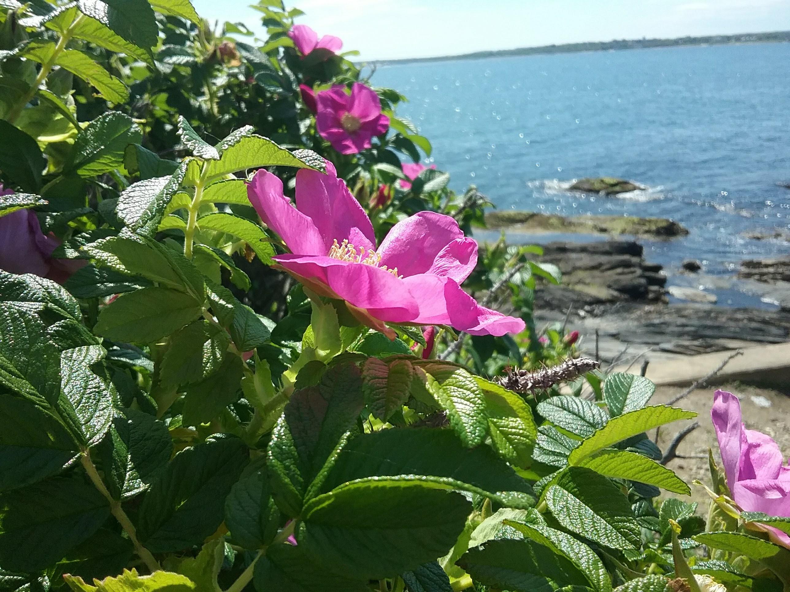 The Wedding Website of Joseph Wiley and Bailey Braudis