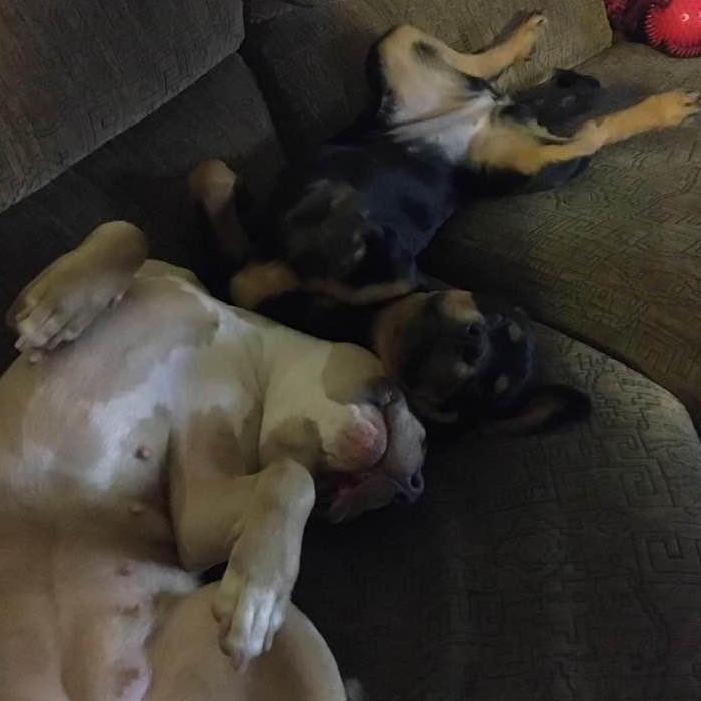 The sisters napping together!