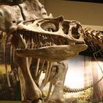 Sam Noble Oklahoma Museum of Natural History