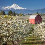 Hood River County Fruit Loop