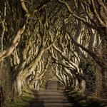 The Dark Hedges