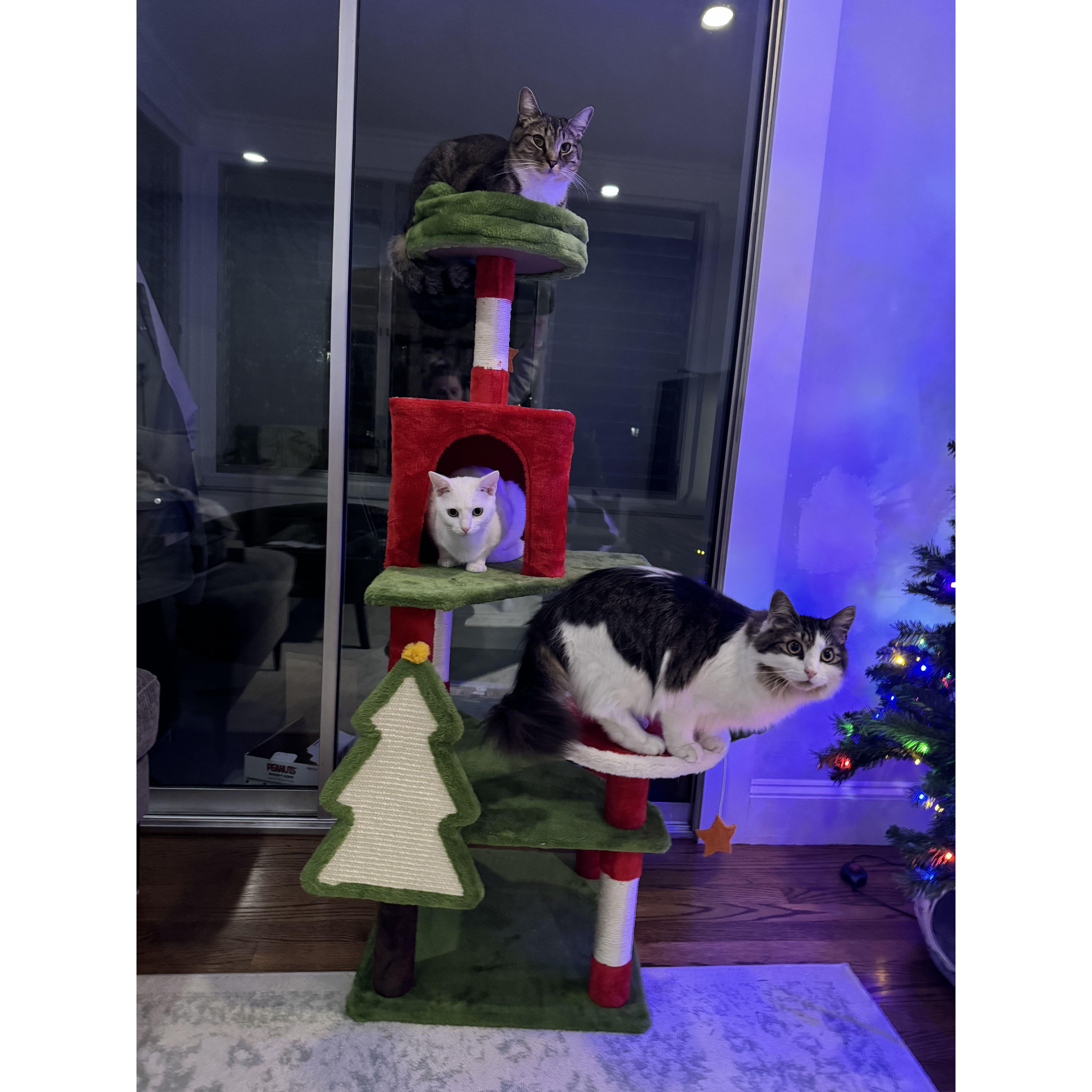 First time decorating our house for Christmas