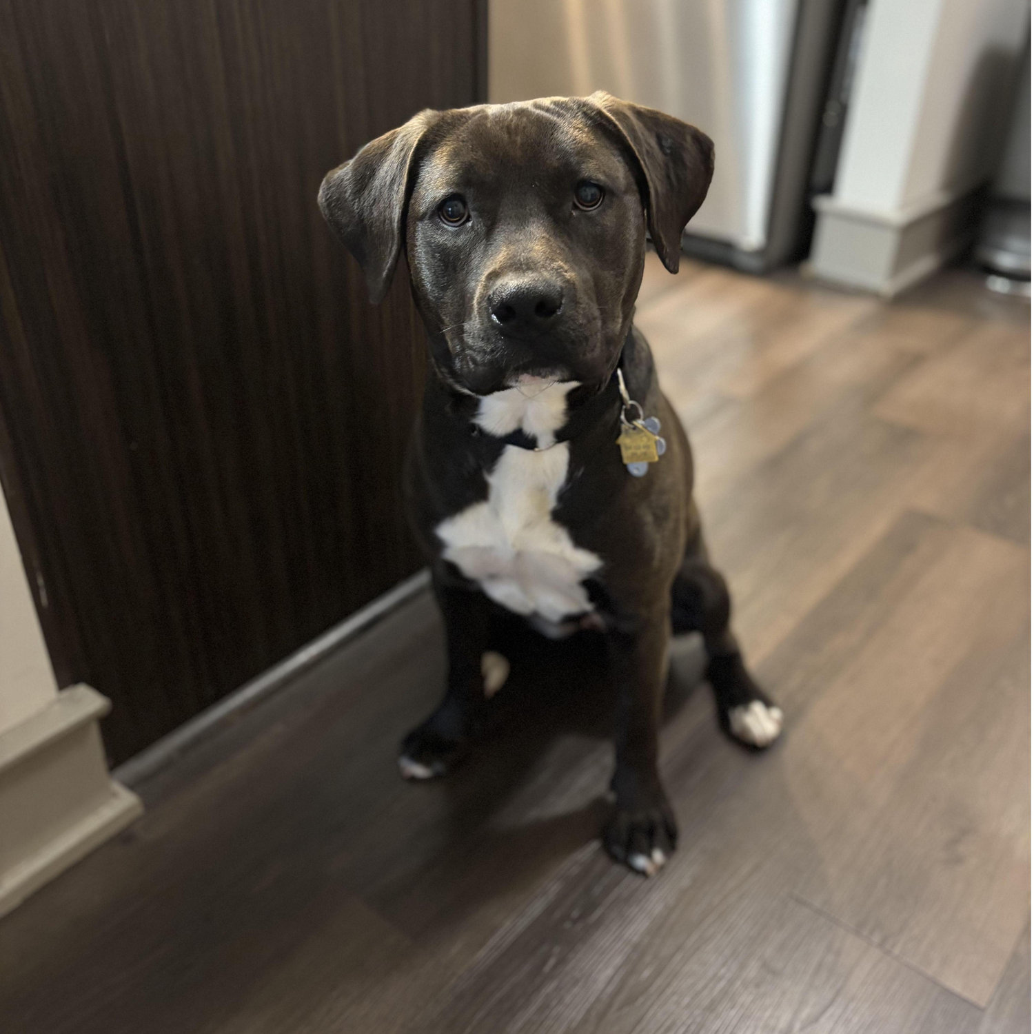 Our puppy, Lucy!