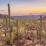 Saguaro National Park