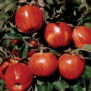 Apple Trees