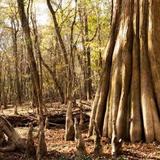 Congaree National Park