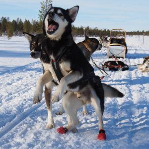 Dog Sledding in Finland