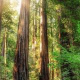 Montgomery Woods State Natural Reserve