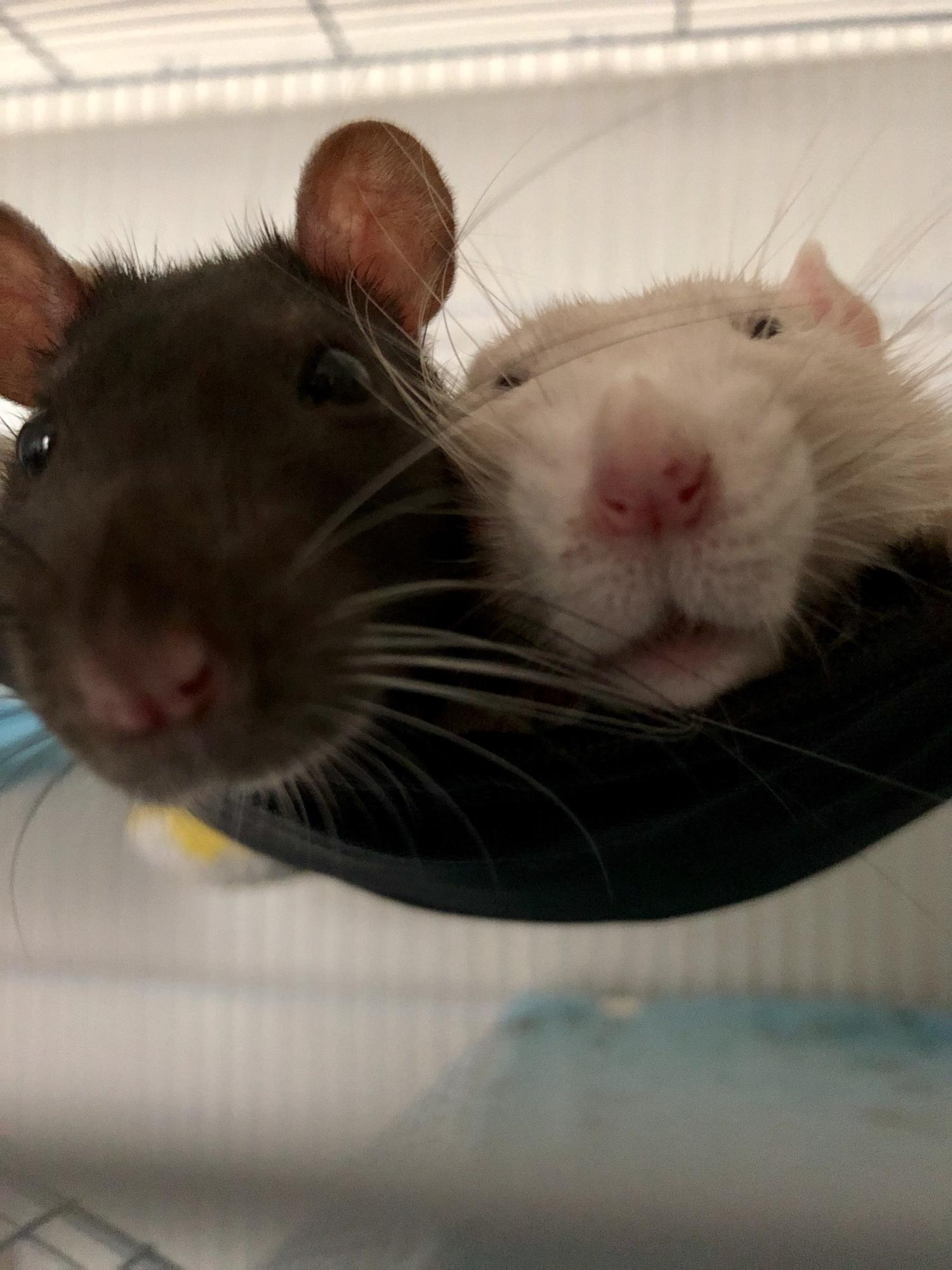 Our first pets together!

Fall 2018

Fettuccine (left) and Tiramisu (right), both fancy rats. They were very good girls, we miss them a lot.