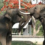 Dubare Elephant Camp