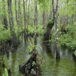 Six Mile Cypress Slough Preserve