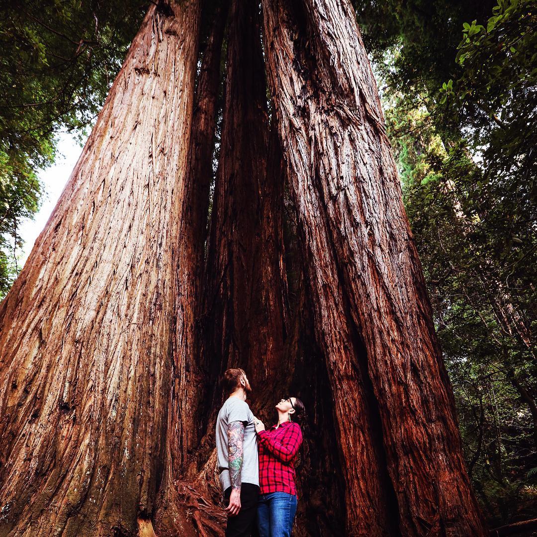 Tall Trees Grove, Redwoods