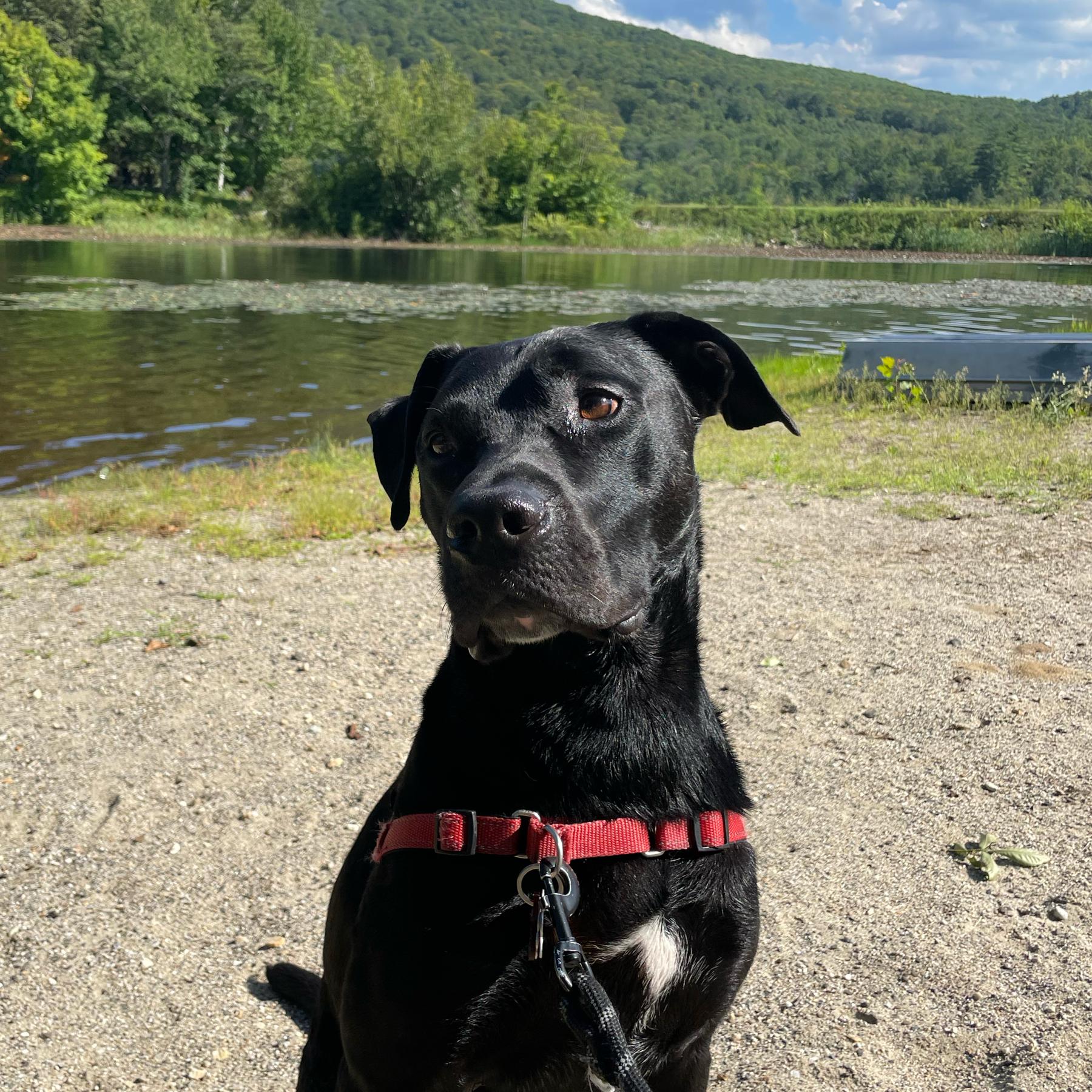 Scout's Vacay (Wedding + Honeymoon Boarding)