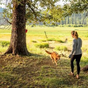 Knot-a-Hitch™ | Campsite Dog Tether System