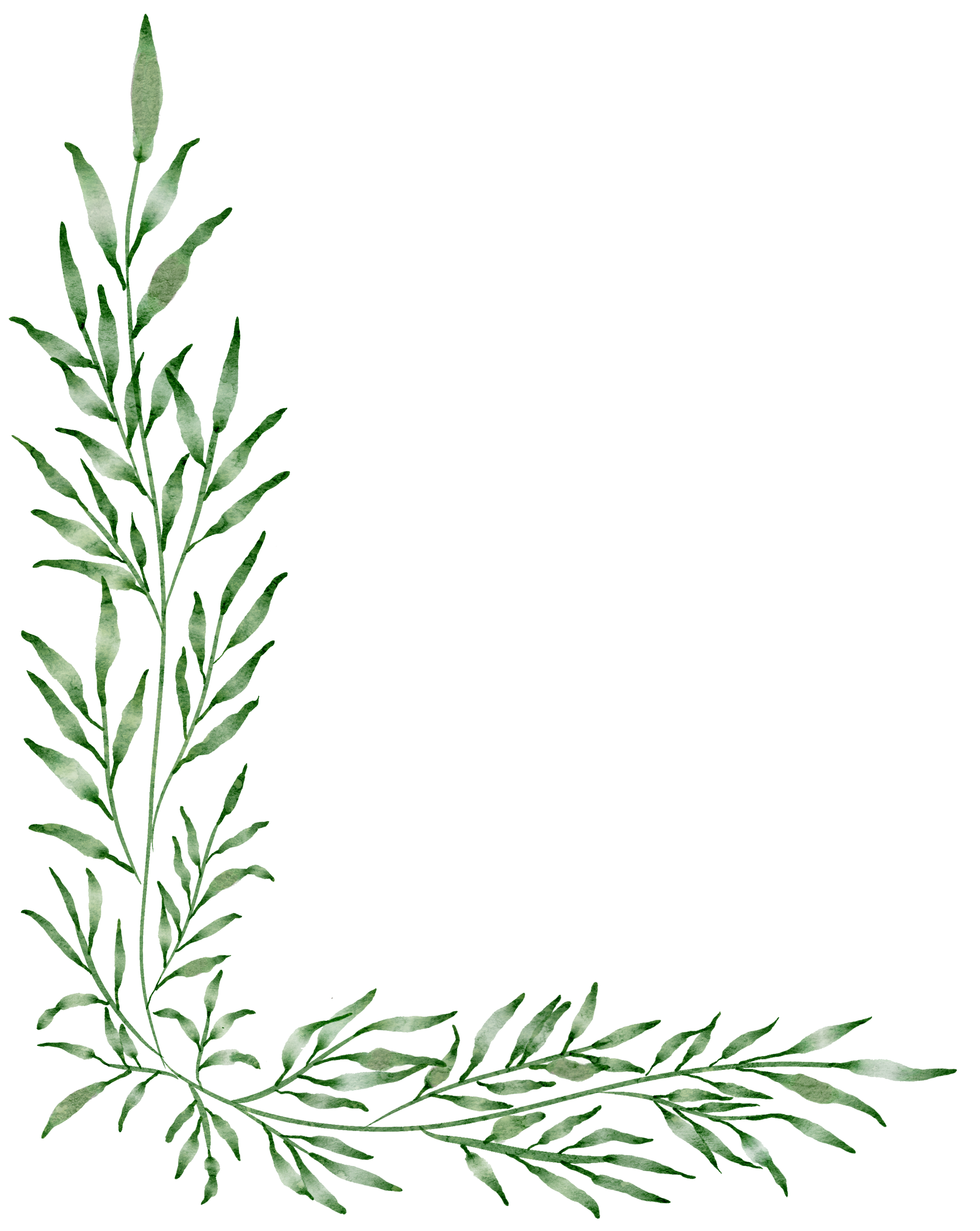 leaves