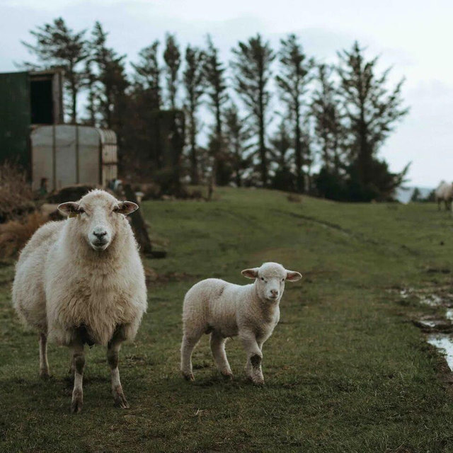 Ireland Airbnbs & Farmstays