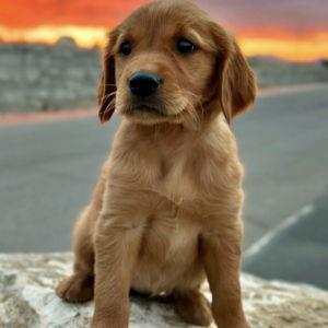 Puppy training classes