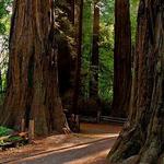 Henry Cowell Redwoods State Park
