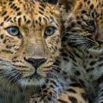 San Diego Zoo