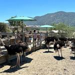 Ostrich Land
