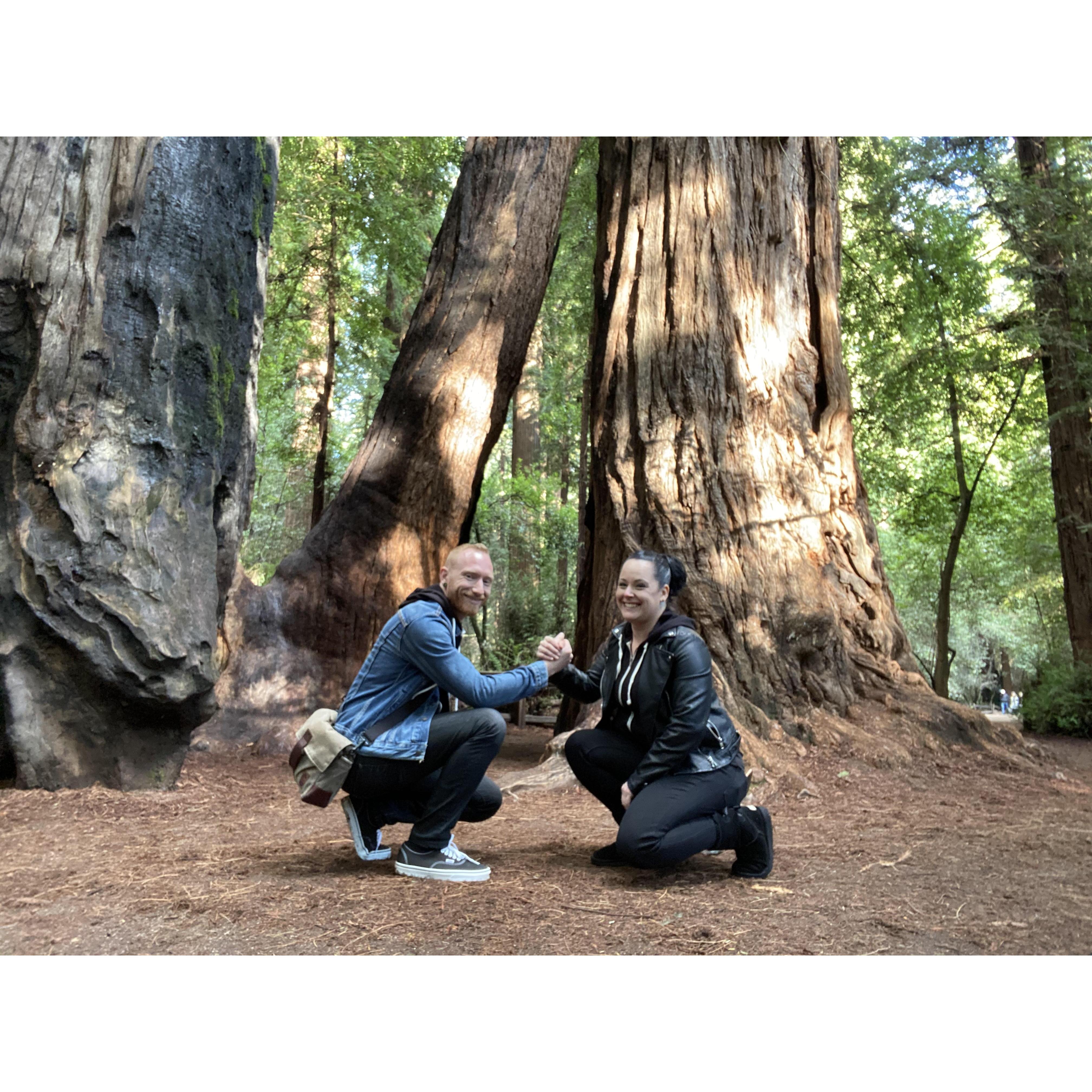 Hunting Redwoods in Santa Cruz