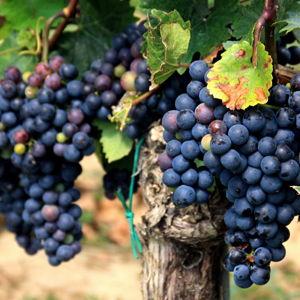 Wine Country (Niagara)