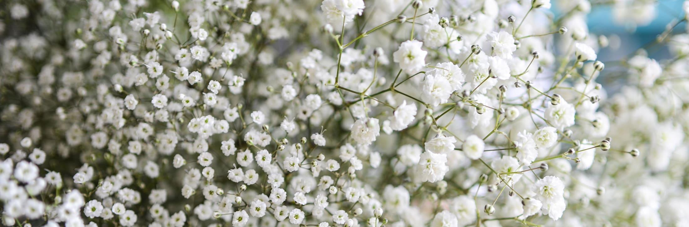 The Wedding Website of Elizabeth Glowacki and Gregory Vernon