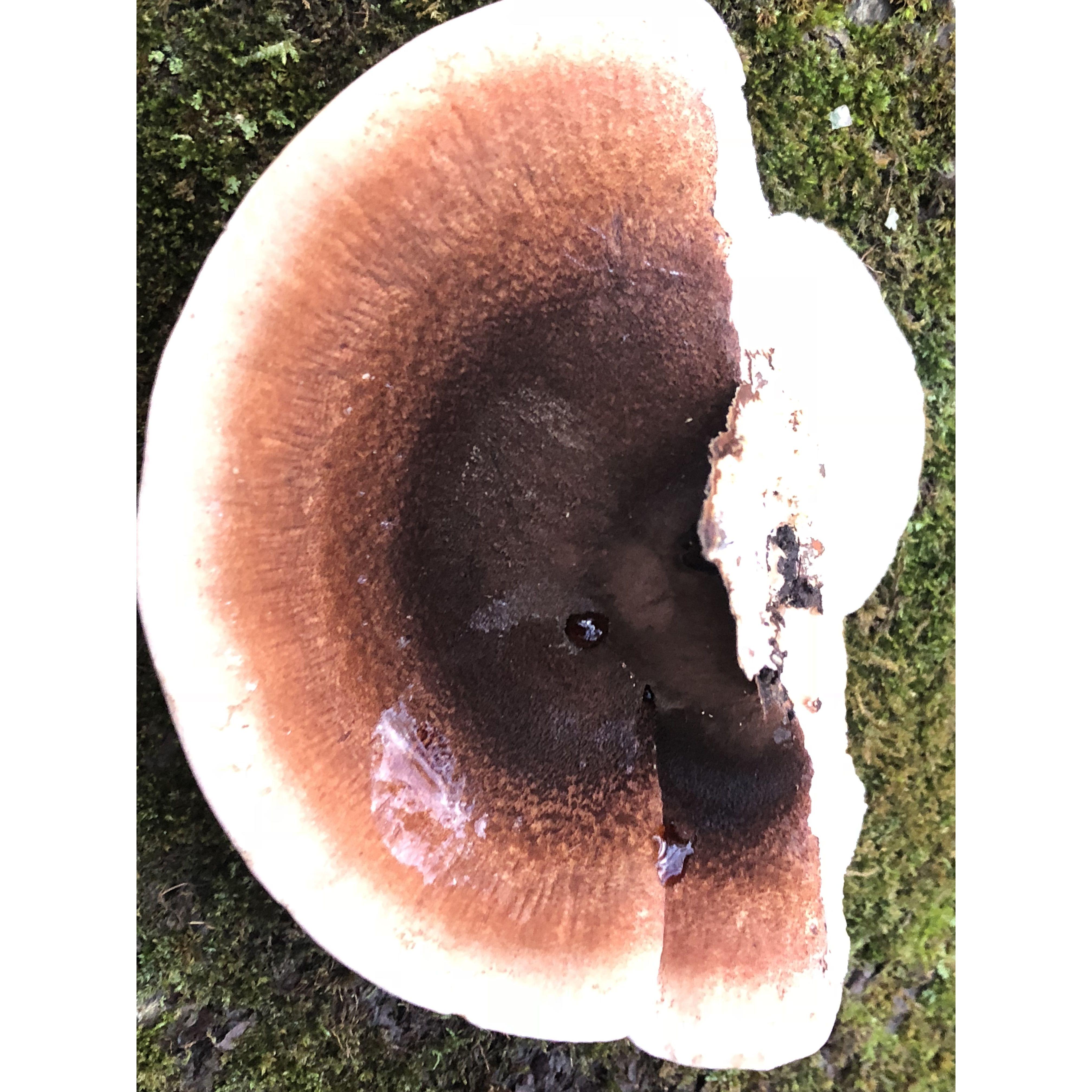 Reishi