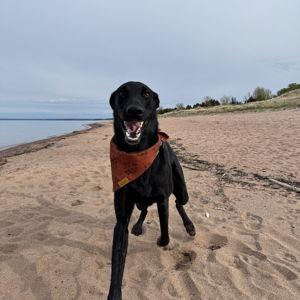 Year's Supply Of Pet Treats