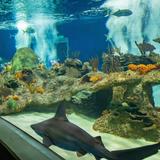 OdySea Aquarium