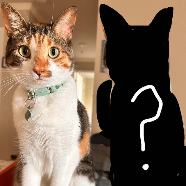 A kitten friend for Darlin’