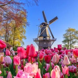 Tulip Tour