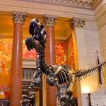 American Museum of Natural History