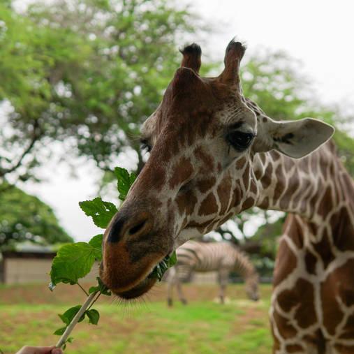 Trip for two to the Honolulu Zoo