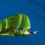 Fantastic II Charters