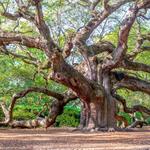 Angel Oak Tree