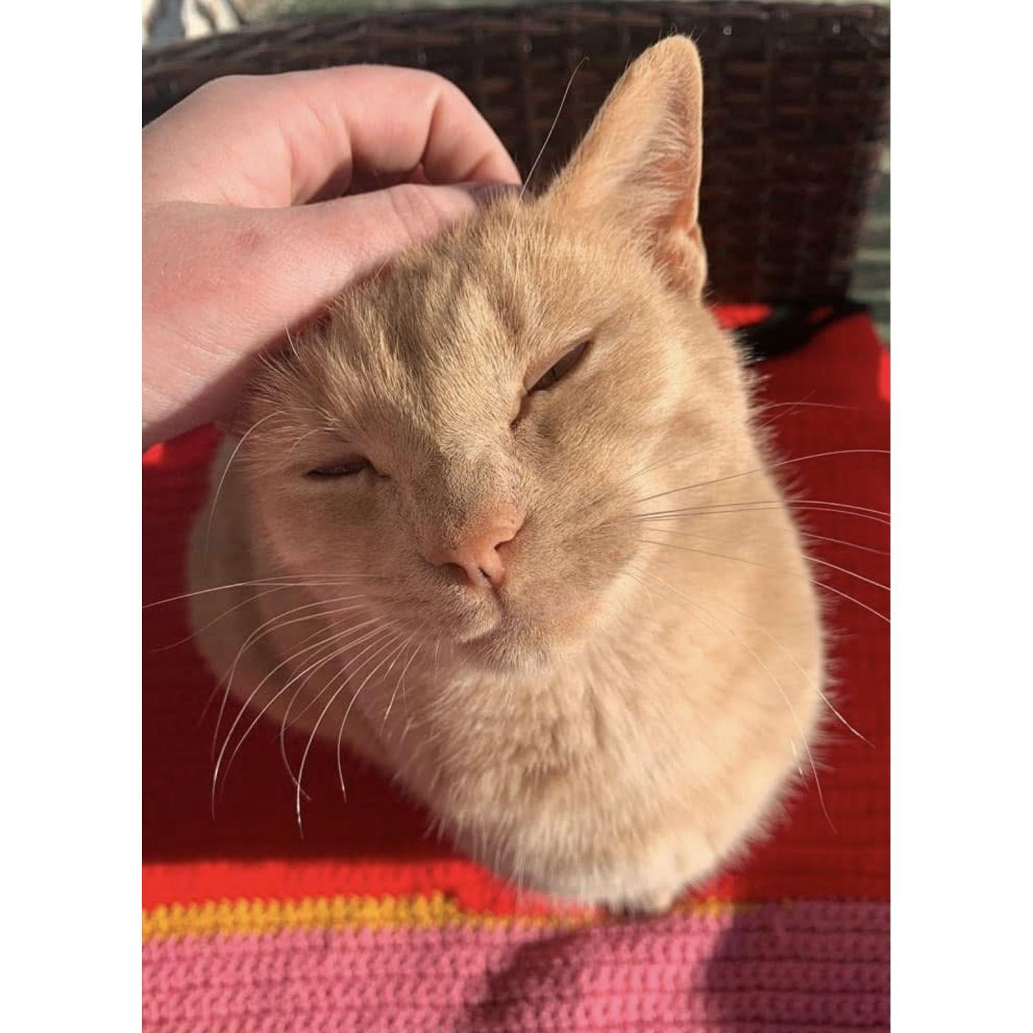 Poe boy! He was Andrew's little farm cat and when we first started dating, I knew we were going to be besties. He was the best farm cat out there. We miss you Poe!