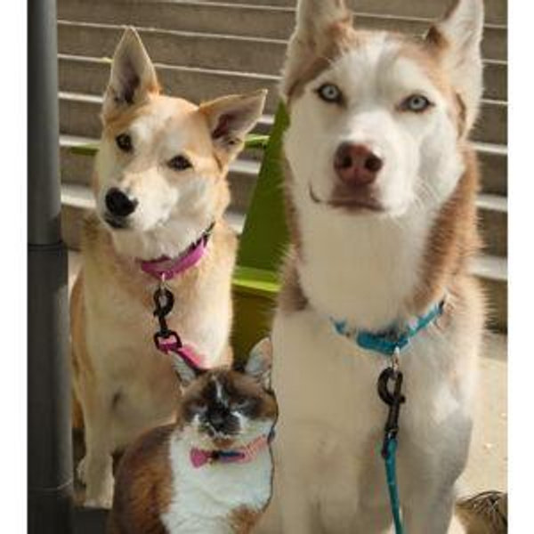 Year's Supply Of Pet Treats