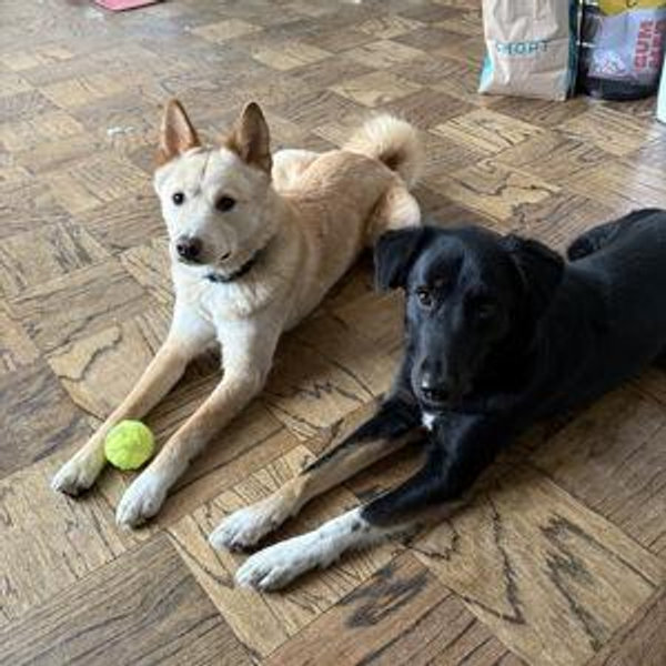 Tofu & Blue Toy Fund