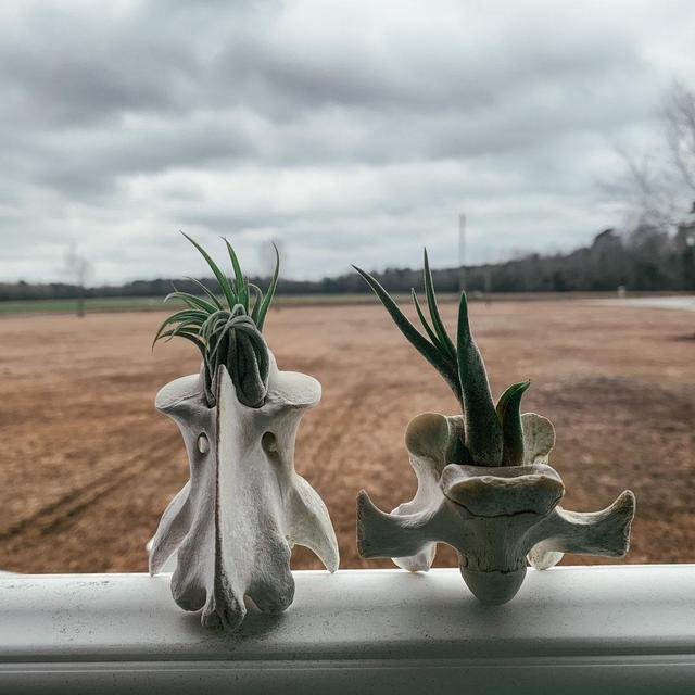 Vertebra Air Plant Display (Please read...