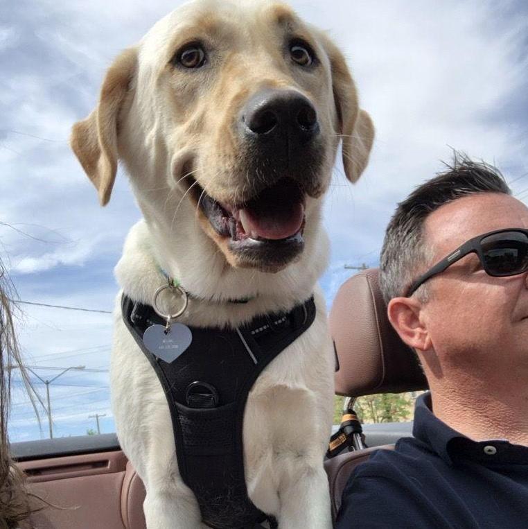 Tinker's Convertible Riding