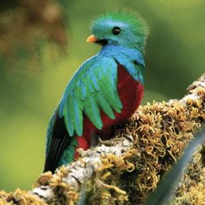 Honeymoon Bird Watching Excursion